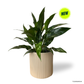 Aglaonema Maria in Cylindrica Pot