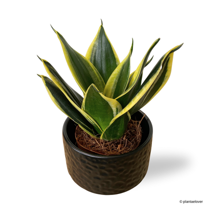 Sansevieria Hahnii in Moonlight Pot