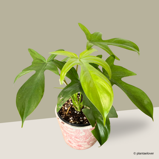 Philodendron Florida Ghost in Heritage Pot