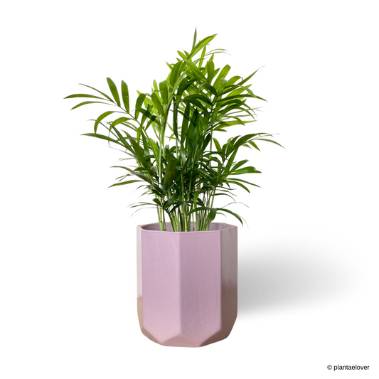 Bamboo Palm in Lilac Pot