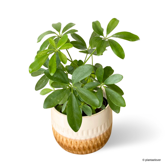 Schefflera Arboricola in Tiramisu Pot