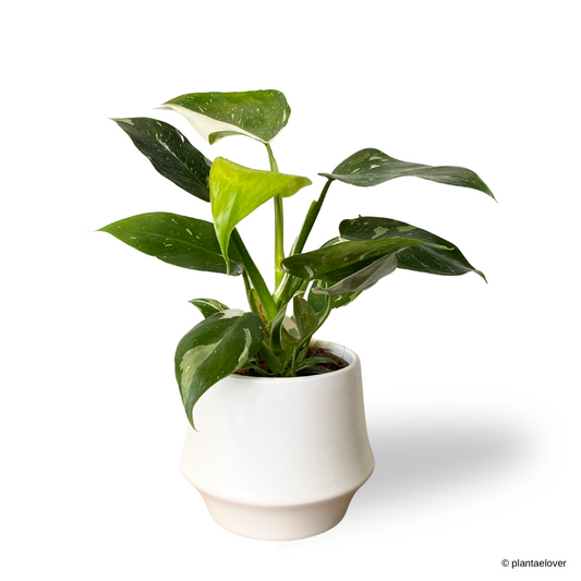 Philodendron White Wizzard in Lantern Pot