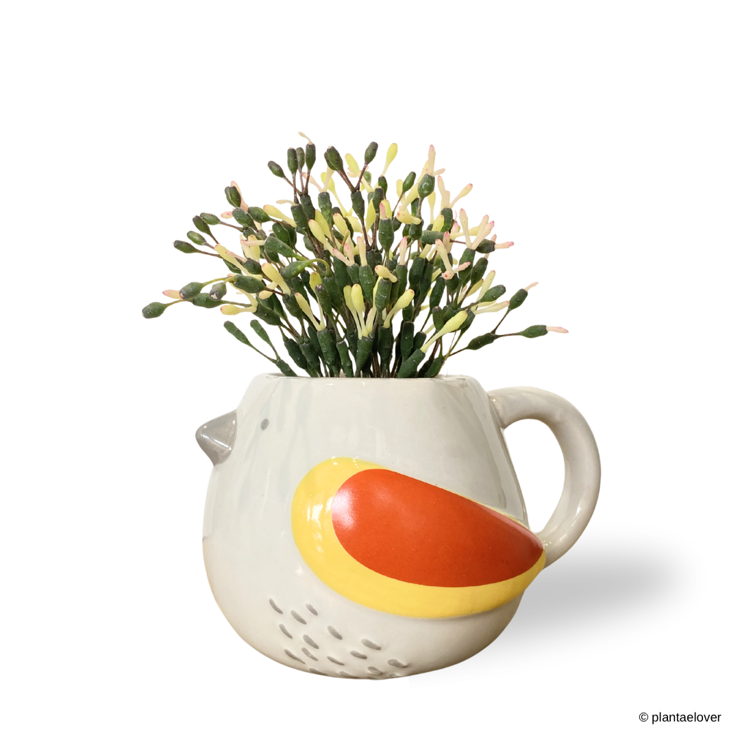 Dancing Bones Cactus in Canary Pot