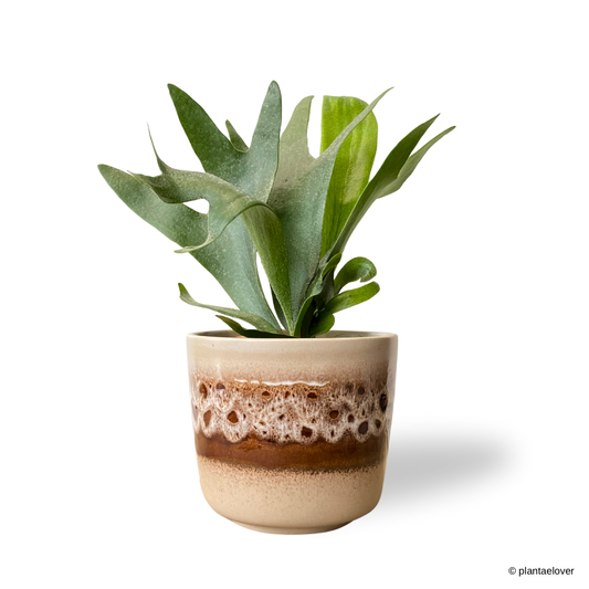 Staghorn Fern in Russet Pot