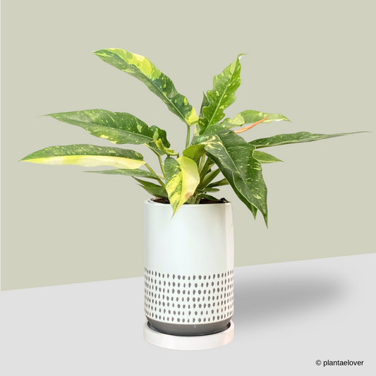 Philodendron Ring Of Fire in Dove Pot