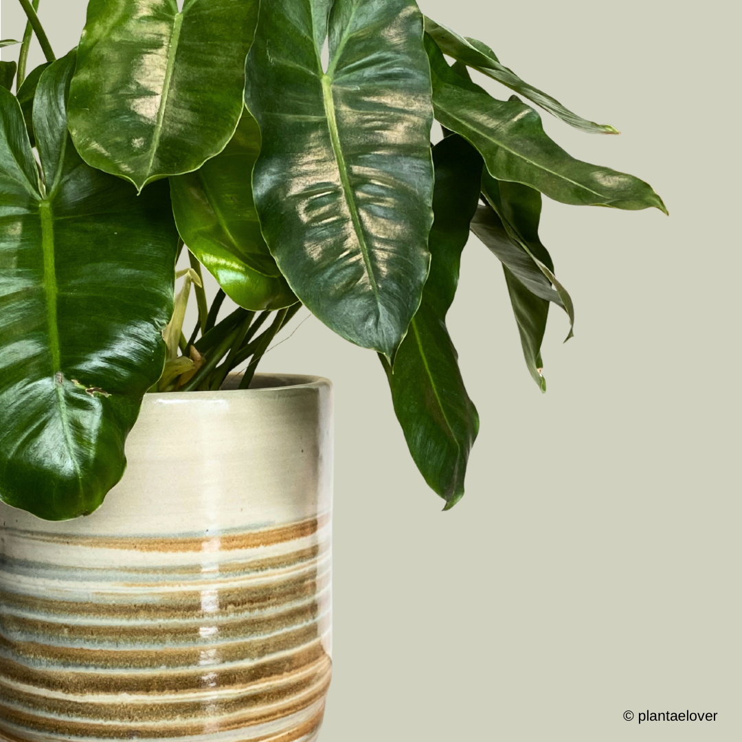 Philodendron Burle Marx in Retro Pot