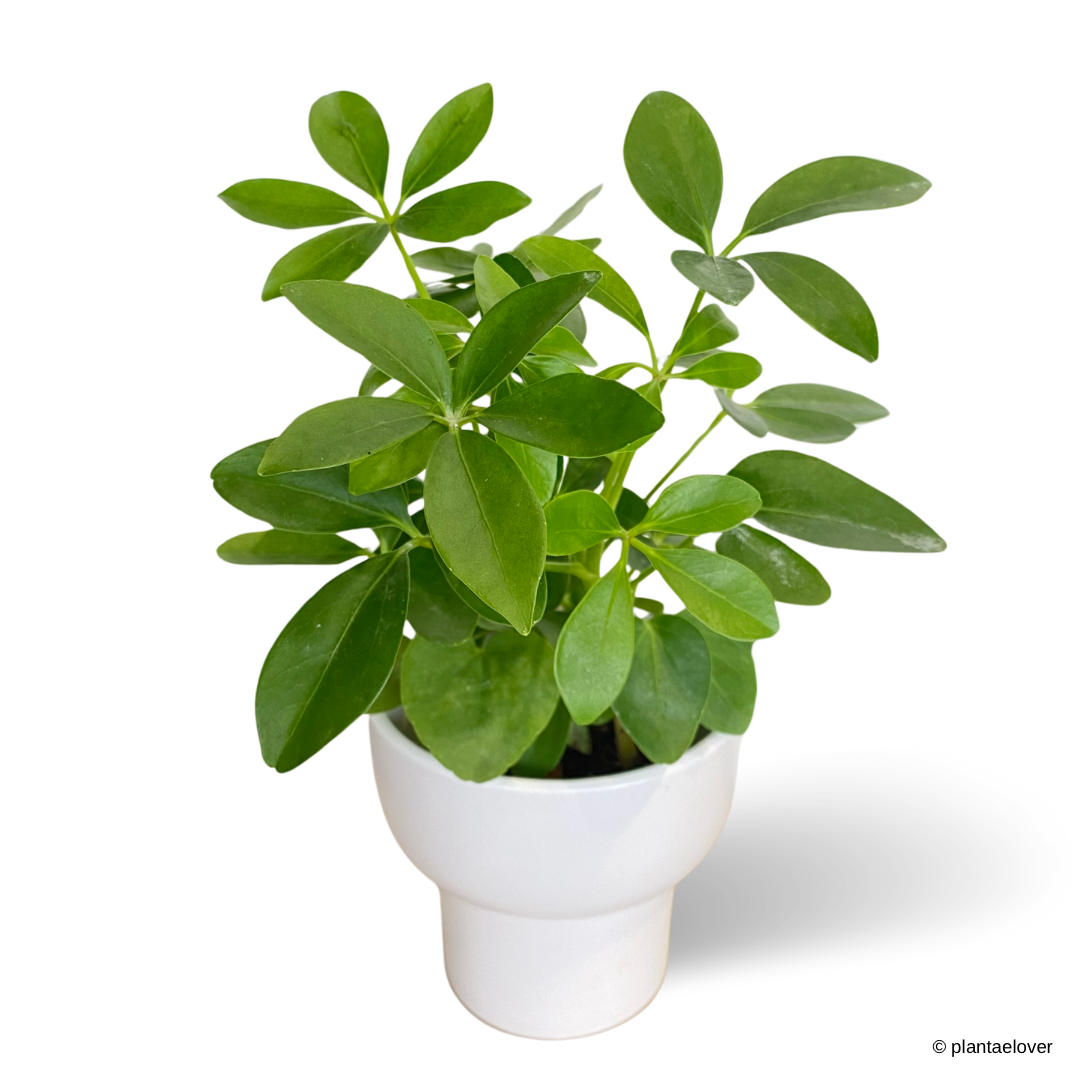 Schefflera Arboricola in Dodo Pot