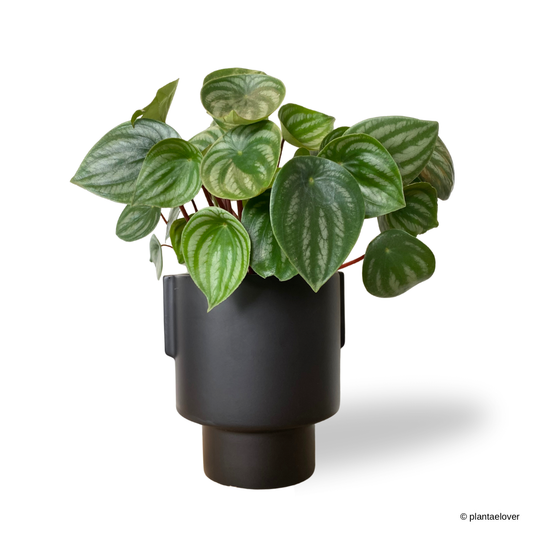 Peperomia Watermelon in Podium Pot