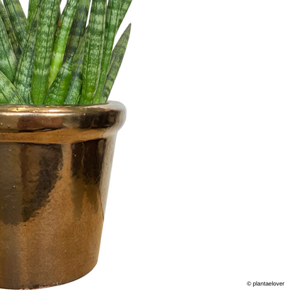 Sansevieria Cylindrica in Copper Pot