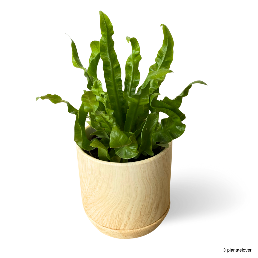 Crispy Wave Fern in Walnut Pot