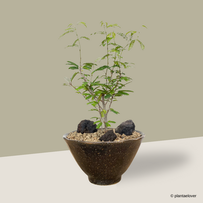 Powderpuff Plant in Meiji Pot