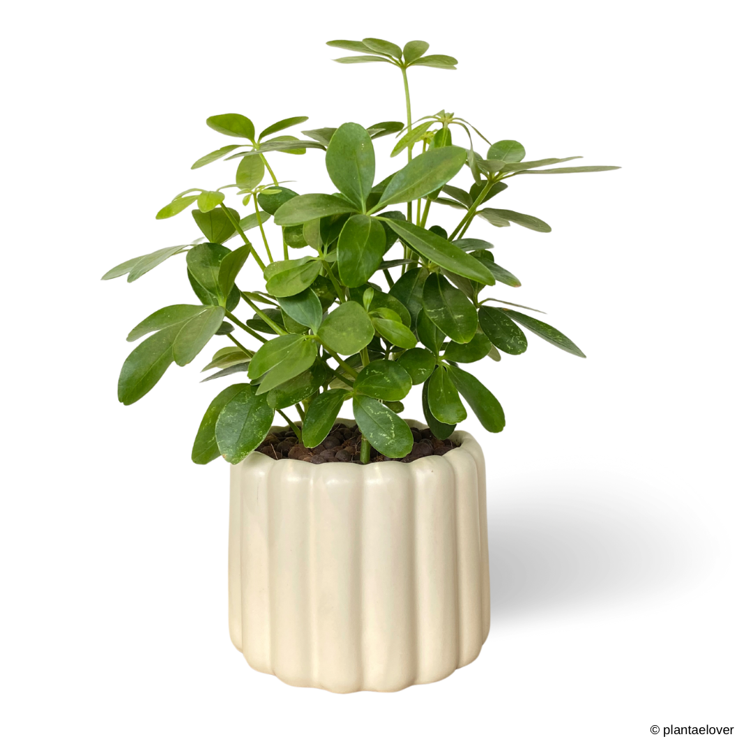 Schefflera Arboricola in Eclairs Pot