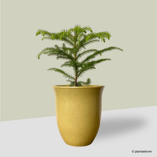 Norfolk Island Pine in Elixa Pot