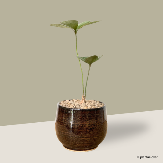 Cardboard Palm in Hickory Pot