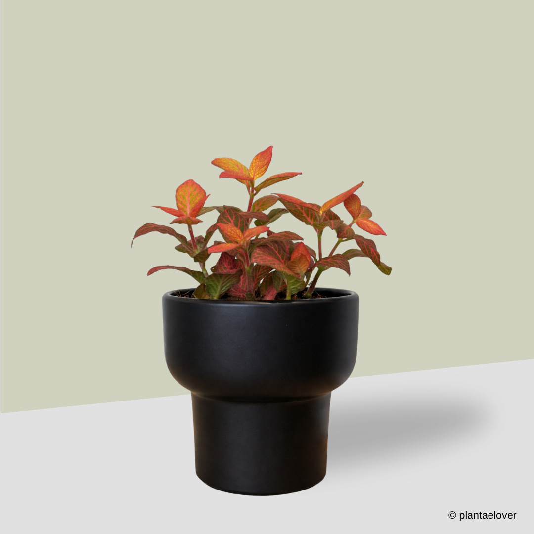 Fittonia in Dodo Pot