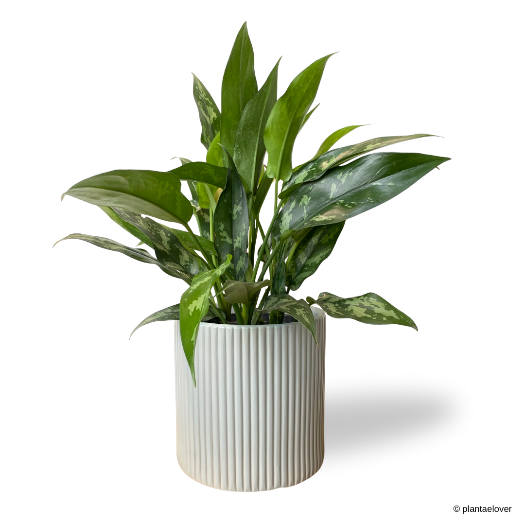 Aglaonema Maria in Cylindrica Pot