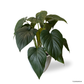 Homalomena Emerald Gem in Plantium Pot
