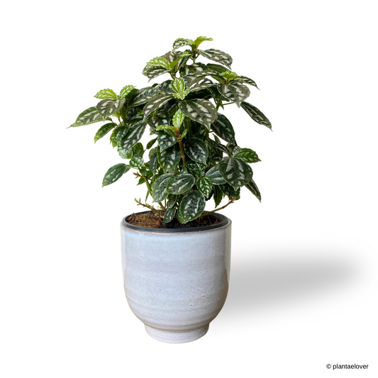 Pilea Cadierei in Columbia Pot