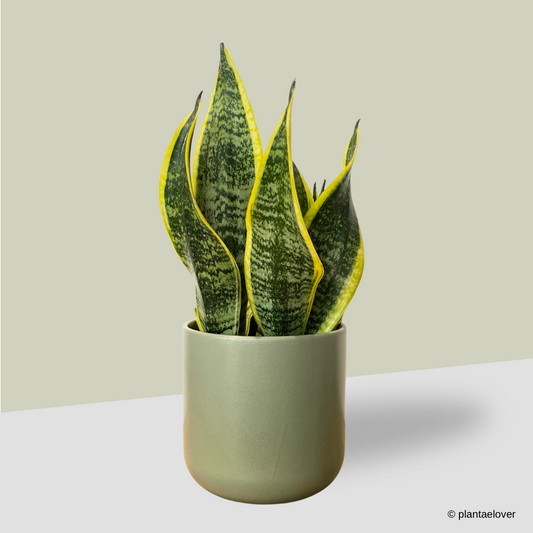 Sansevieria Superba in Sage Pot