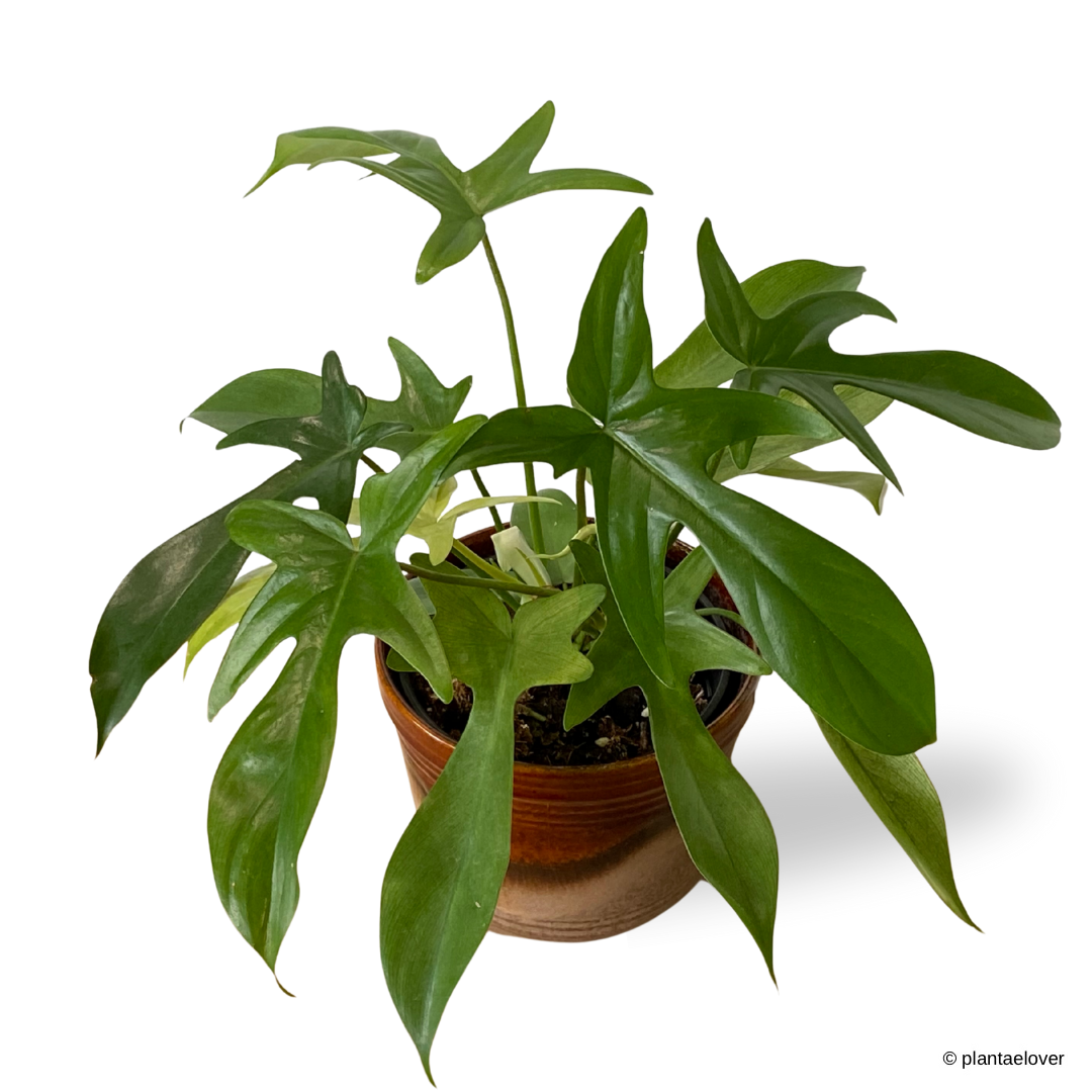 Philodendron Florida Ghost in Sienna Pot