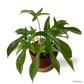 Philodendron Florida Ghost in Sienna Pot