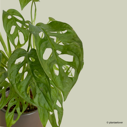 Monstera Adansonii in Space Pot