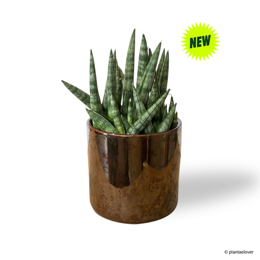 Sansevieria Cylindrica in Cooper Pot