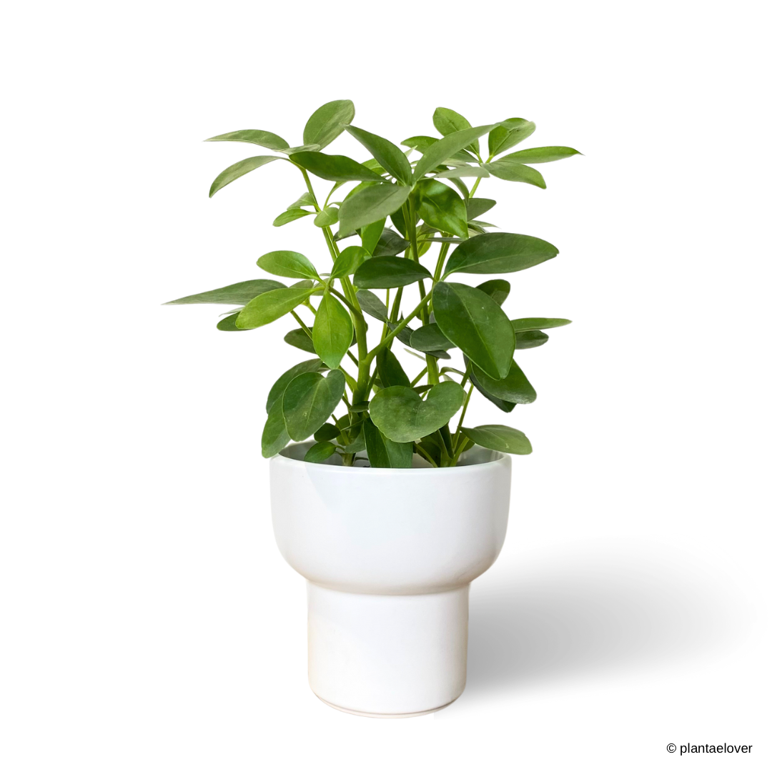 Schefflera Arboricola in Dodo Pot