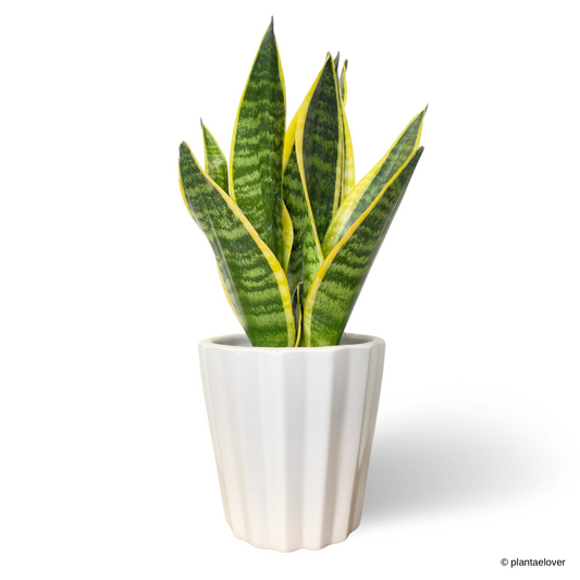 Sansevieria Superba in Hexa Pot