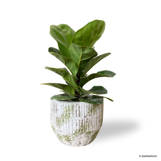 Ficus Lyrata in Willow Pot