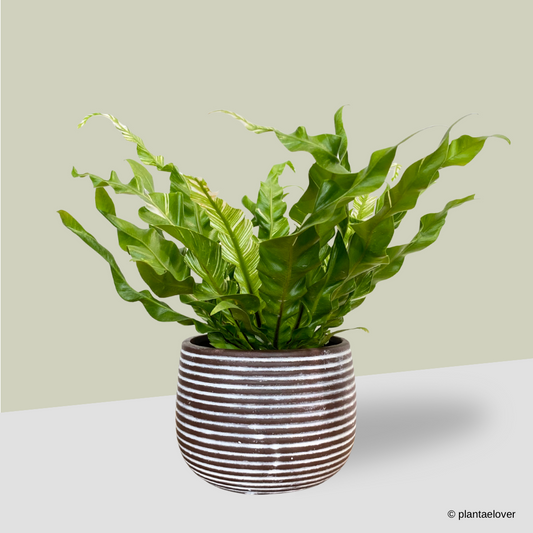 Bird’s Nest Fern Variegata in Cocoa Pot