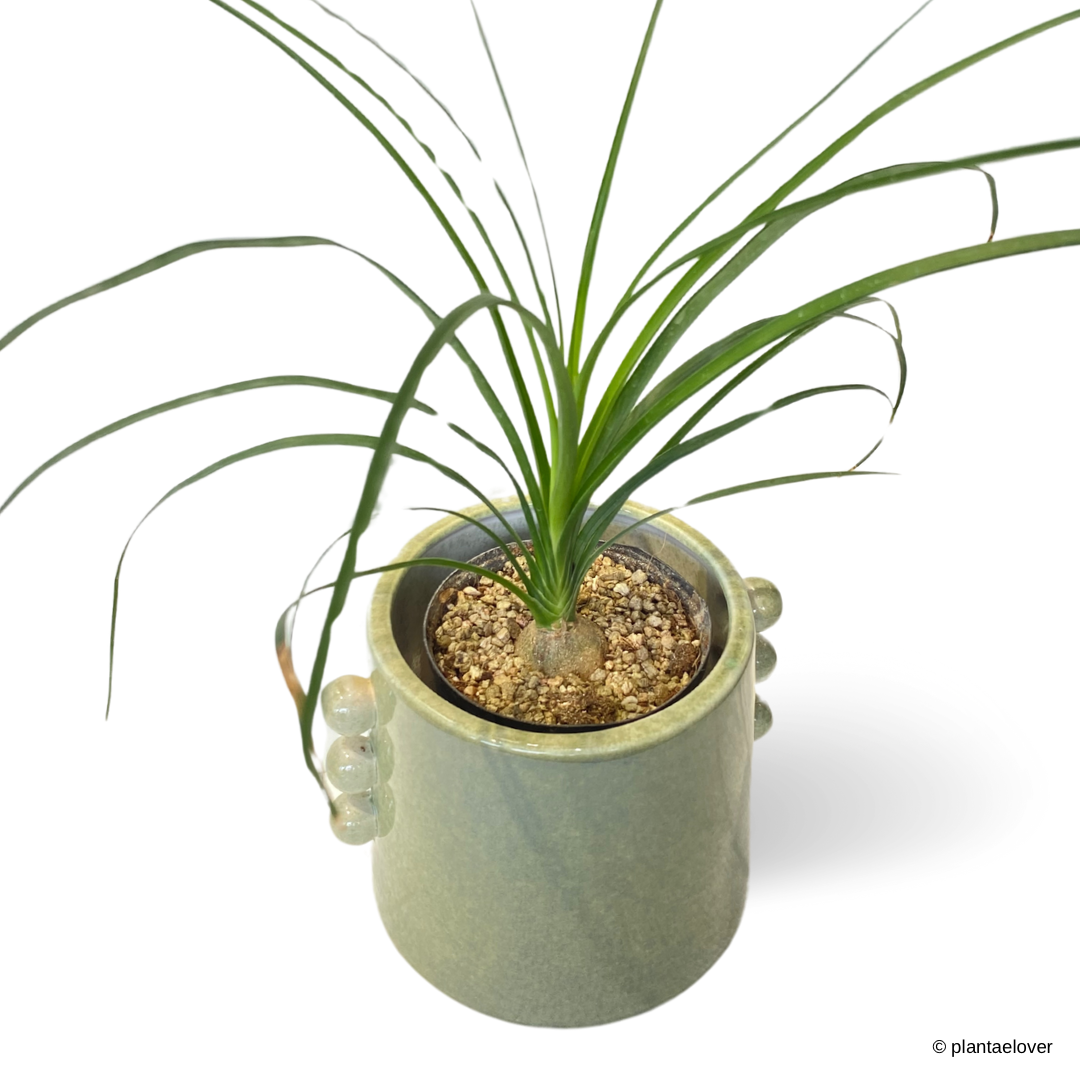 Ponytail Palm in Buttons Pot