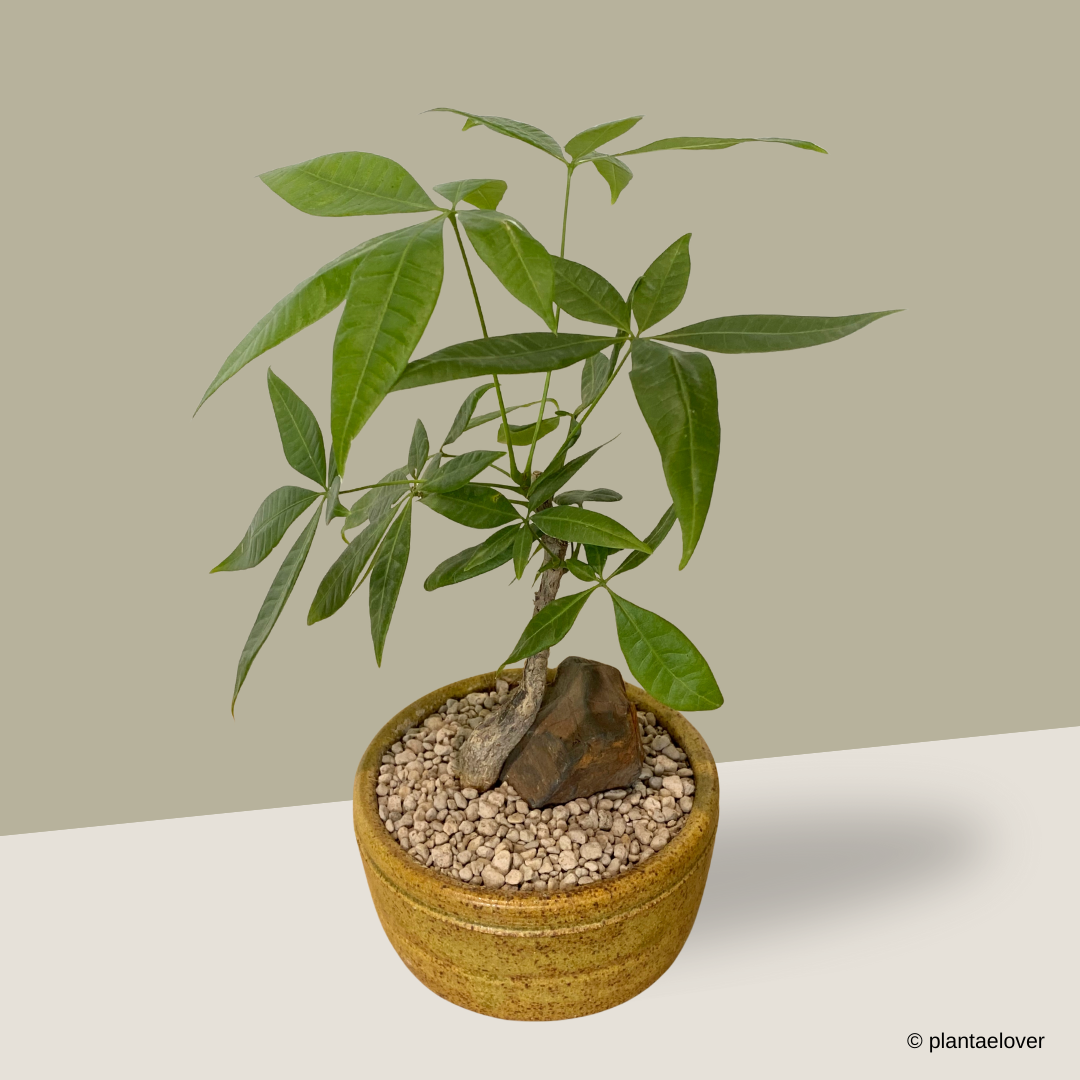 Pachira Aquatica in Burlywood Pot