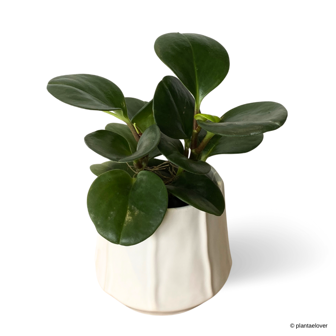 Peperomia Obtusifolia in Donny Pot