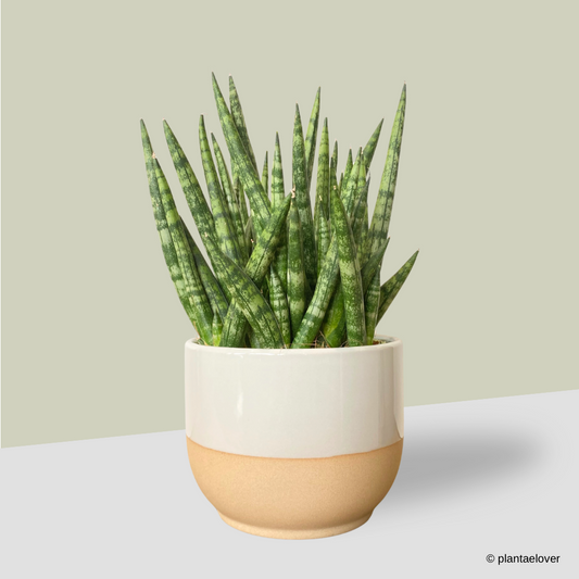 Sansevieria Cylindrica in Float Pot