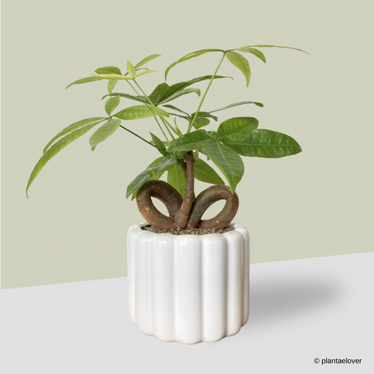 Pachira Aquatica 'QQ' Heart Shape in Eclairs Pot