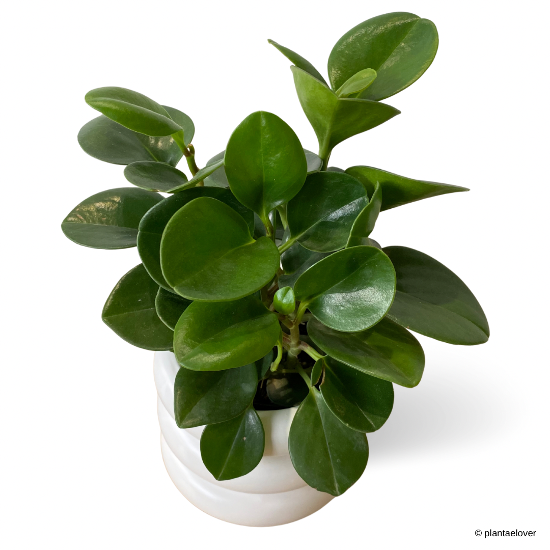 Peperomia Obtusifolia in Bagel Pot