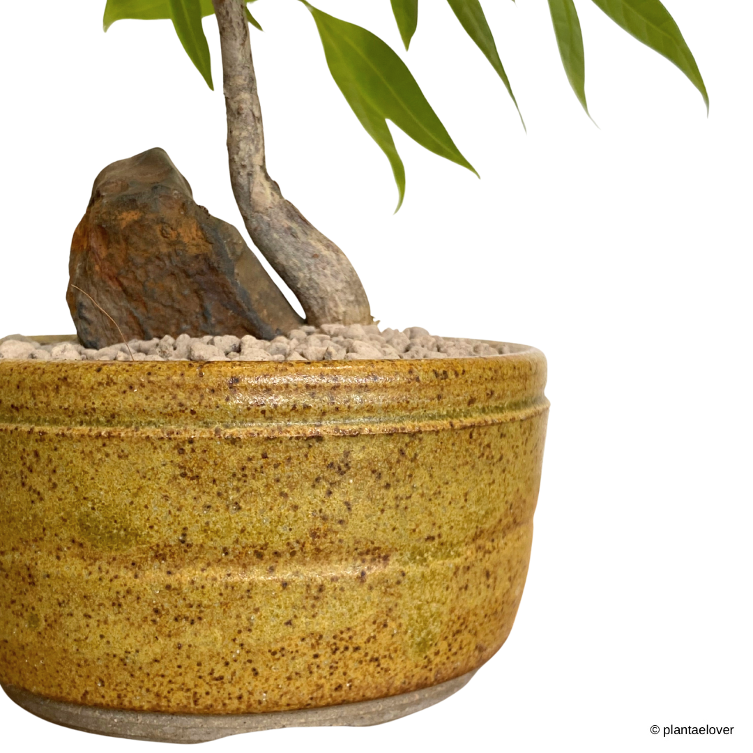 Pachira Aquatica in Burlywood Pot