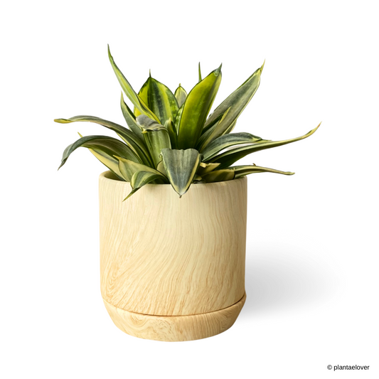 Sansevieria Hahnii Golden in Walnut Pot