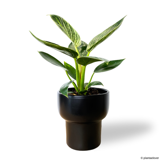 Philodendron Birkin in Dodo Pot