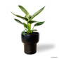 Philodendron Birkin in Dodo Pot