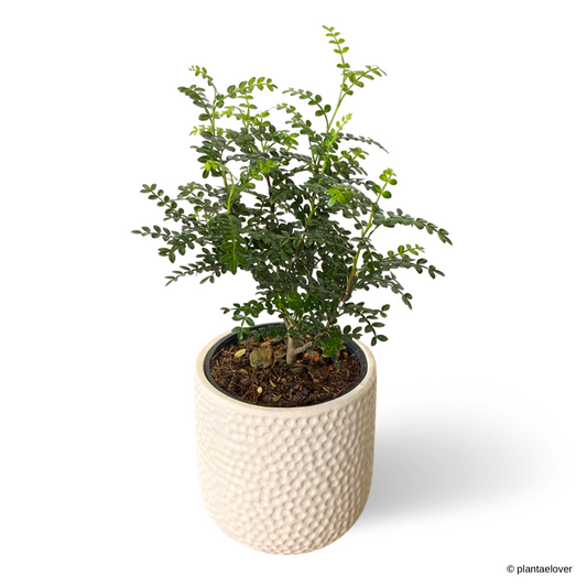 Pistacia Weinmannifolia in Powder Pot