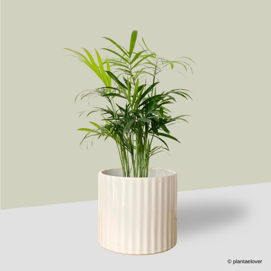 Bamboo Palm in Alto Pot