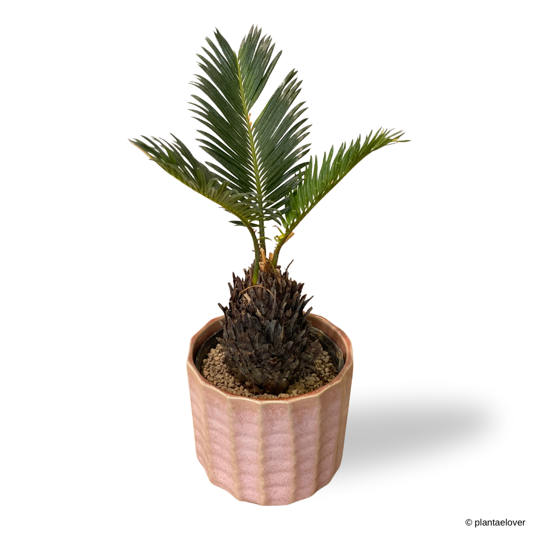 Sago Palm in Azure Pot