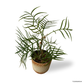 Philodendron Tortum in Ochre Pot
