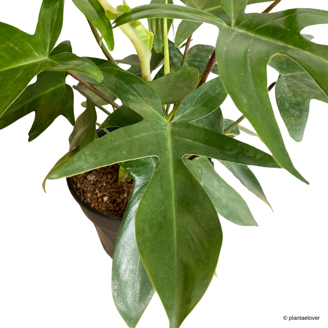 Philodendron Florida Green