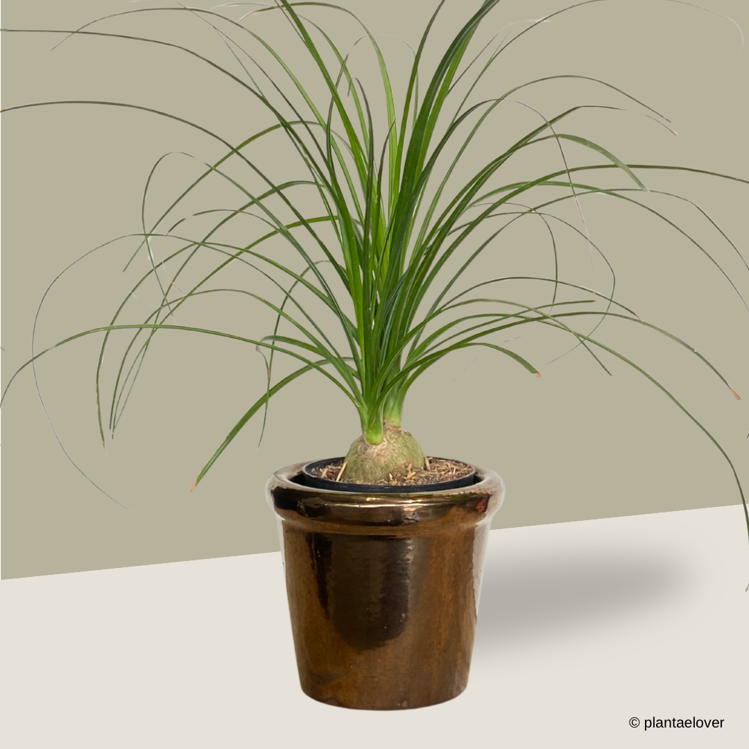 Ponytail Palm in Copper Pot