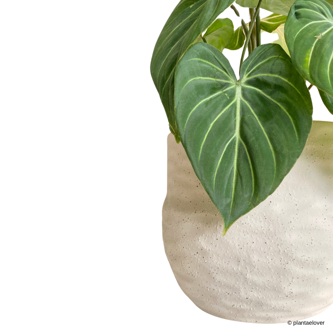 Philodendron Gloriosum in Gardenia Pot