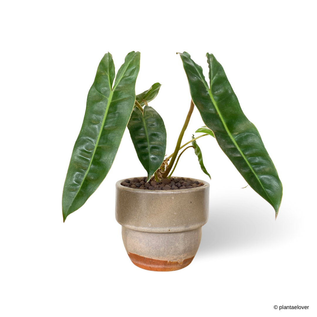 Philodendron Billietiae in Auburn Pot