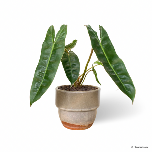 Philodendron Billietiae in Auburn Pot